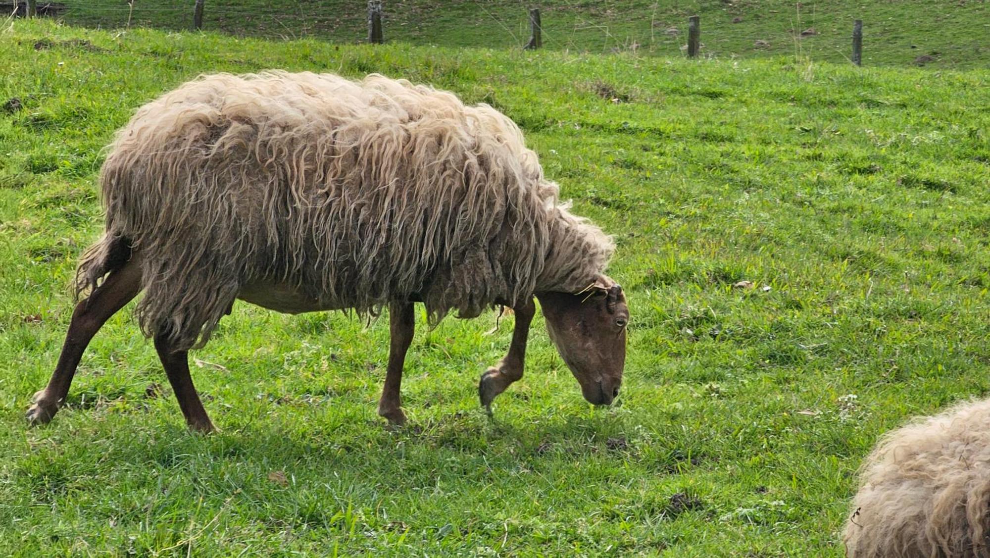 Casa Rural Simonan Borda Oiartzun Zimmer foto